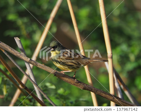 Black-faced bunting perching on a branch 137967142