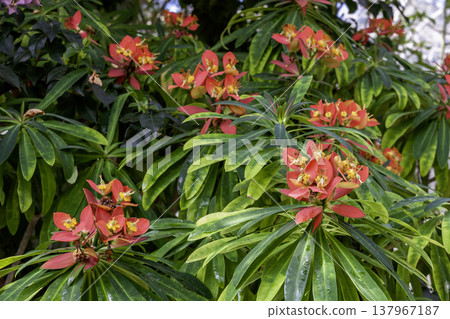 Euphornia punica, also known as Jamaican poinsettia Euphornia punica, also known as Jamaican poinsettia 137967187