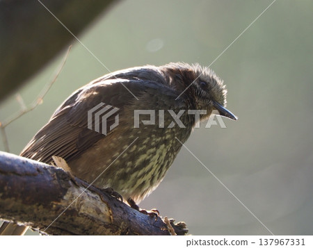 Brown-eared bulbulous on branches Brown-eared bulbulous on branches 137967331