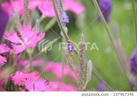 A bee A bee 137967346