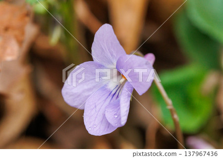 Violets blooming in a spring field Violets blooming in a spring field 137967436