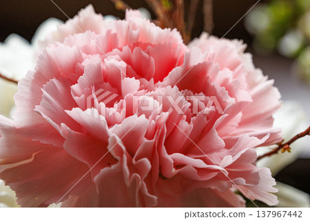 Close-up macro of a pink carnation 137967442
