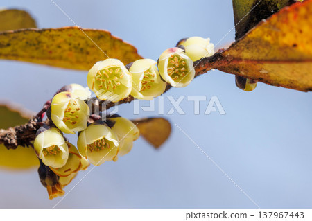 Flowers of the Japanese laurel (Eurya japonica) blooming in the fields and mountains 137967443