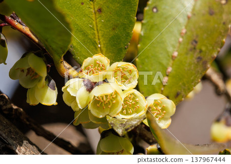 Flowers of the Japanese laurel (Eurya japonica) blooming in the fields and mountains 137967444