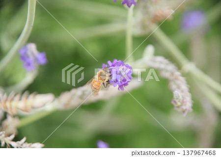 Pollination Pollination 137967468