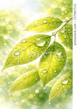 嫩葉/鮮綠系列：清晨露珠覆蓋的嫩葉，營造出清新怡人的背景。 137967531