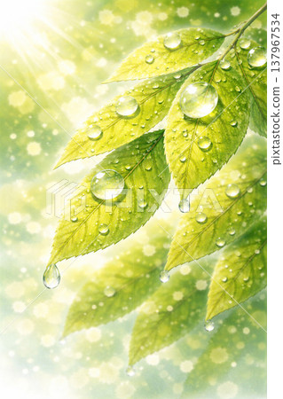 嫩葉/鮮綠系列：清爽的背景，水滴反射著光線。 137967534