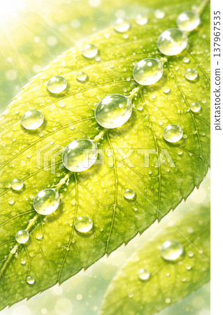 嫩葉/鮮綠系列：葉脈上排列的水滴微距背景 137967535