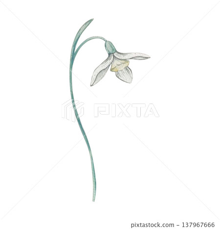 snowdrop flower watercolor illustration snowdrop flower watercolor illustration 137967666