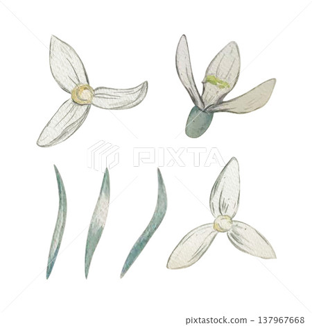 snowdrop flower set watercolor 137967668