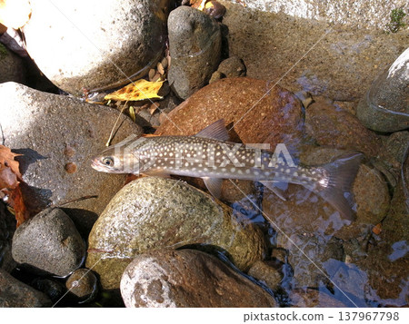 Dolly Varden trout caught in a mountain stream in Hokkaido Dolly Varden trout caught in a mountain stream in Hokkaido 137967798