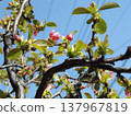 With the arrival of spring, the quince trees have bloomed with pale pink flowers. 137967819