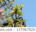 With the arrival of spring, the quince trees have bloomed with pale pink flowers. 137967820