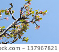 With the arrival of spring, the quince trees have bloomed with pale pink flowers. 137967821