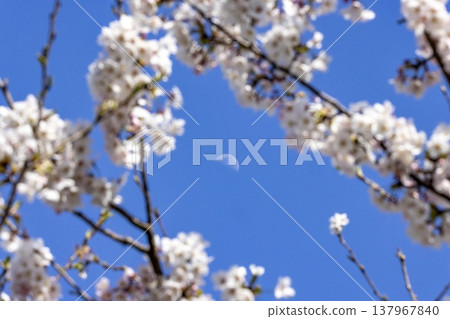 In Fukui in spring, the daytime moon floats in a frame of cherry blossoms, creating a fantastical scene. 137967840