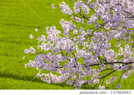 Springtime in Fukui: Cherry blossom trees in full bloom along the Kuzuryu River embankment, and a beautiful spring outing scene. 137968043