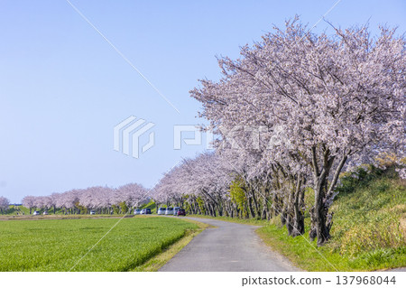 Springtime in Fukui: Cherry blossom trees in full bloom along the Kuzuryu River embankment, and a beautiful spring outing scene. 137968044