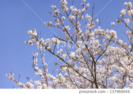 Springtime in Fukui: Cherry blossom trees in full bloom along the Kuzuryu River embankment, and a beautiful spring outing scene. Springtime in Fukui: Cherry blossom trees in full bloom along the Kuzuryu River embankment, and a beautiful spring outing scene. 137968048
