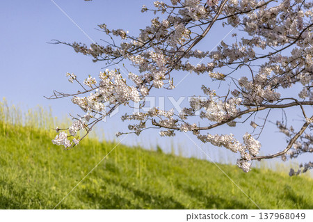 福井的春天：九頭龍川河岸邊櫻花盛開，構成了美麗的春日郊遊景象。 137968049