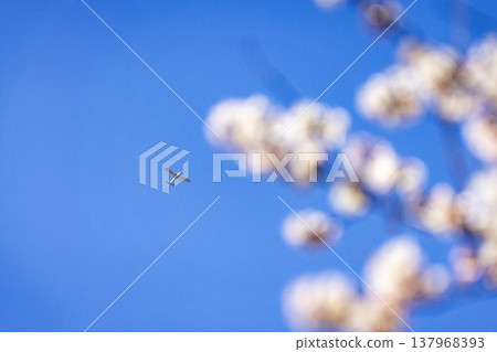 A white Cessna plane flies through the fully bloomed cherry blossoms in the Miyanoshita district of Fukui City, against a blue sky. 137968393