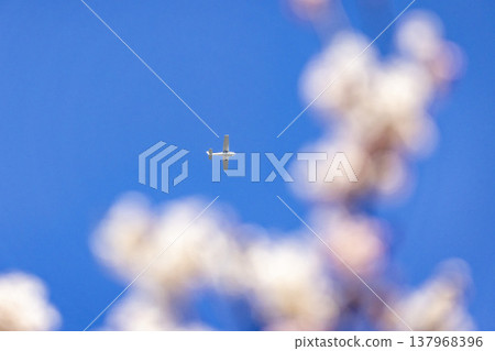 A white Cessna plane flies through the fully bloomed cherry blossoms in the Miyanoshita district of Fukui City, against a blue sky. 137968396