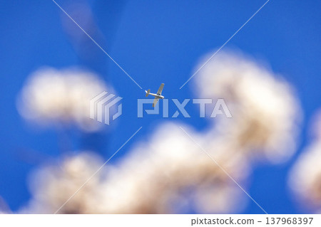 A white Cessna plane flies through the fully bloomed cherry blossoms in the Miyanoshita district of Fukui City, against a blue sky. 137968397