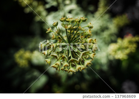 Buds bathed in the spring sunlight 137968609