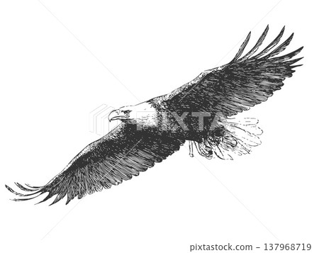 Flying Eagle Illustration Vintage Engraved Vector Spread Wings Bird of Prey 137968719