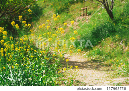 Rape blossoms blooming on the bank Rape blossoms blooming on the bank 137968756