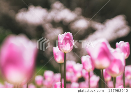 Tulips bathed in spring light 137968940