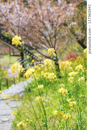 Scenery with cherry blossoms and rape flowers 137968941