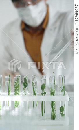 Man scientist wearing a lab coat, white protective gloves and face mask is dripping liquid into test tubes containing herbs for analysis in a laboratory, close up. Science and medicine 137969087