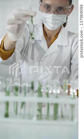 Woman scientist wearing a lab coat, white gloves, face mask and protective glasses, is holding a test tube with plants inside, vertical portrait view. Science and medicine 137969098