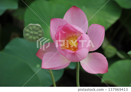 Lotus flowers floating on the water Lotus flowers floating on the water 137969413