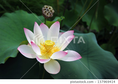 漂浮在水的蓮花 漂浮在水的蓮花 137969414