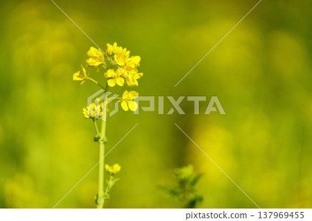 強姦開花 強姦開花 137969455