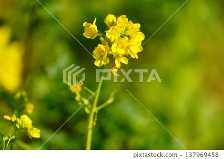 Rape blossoms Rape blossoms 137969458