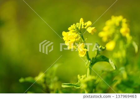 強姦開花 137969463