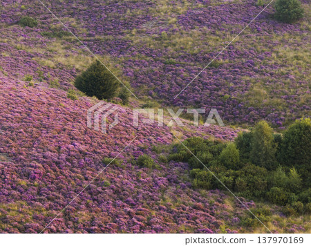 Heather in Bloom, Posbank National park Veluwe, Purple Pink Blooming heater in Posbank Rheden, Netherlands. Aerial Shot. Heather in Bloom, Posbank National park Veluwe, Purple Pink Blooming heater in Posbank Rheden, Netherlands. Aerial Shot. 137970169