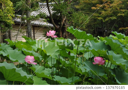 夏天蓮花 137970185