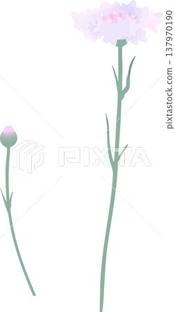 白色與粉紅色矢車菊插圖 | 柔和的春夏花卉向量素材 白色與粉紅色矢車菊插圖 | 柔和的春夏花卉向量素材 137970190