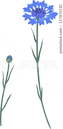 Blue cornflower illustration | Spring/Summer flat vector material Blue cornflower illustration | Spring/Summer flat vector material 137970192