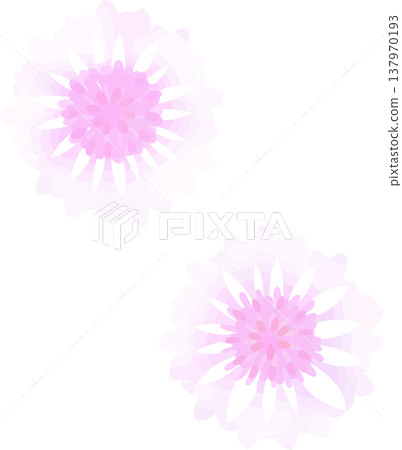 白色與粉紅色矢車菊插圖 | 柔和的春夏花卉向量素材 137970193