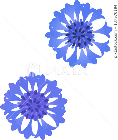 藍色矢車菊插圖 | 春夏扁平向量素材 137970194