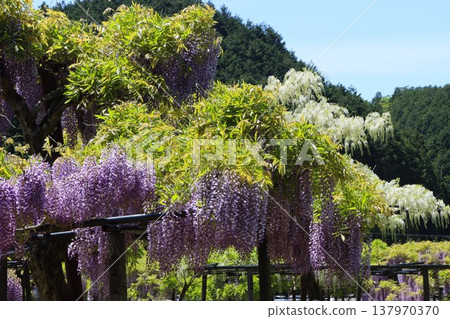 A pleasant spring morning under the wisteria trellis - Part 2 A pleasant spring morning under the wisteria trellis - Part 2 137970370