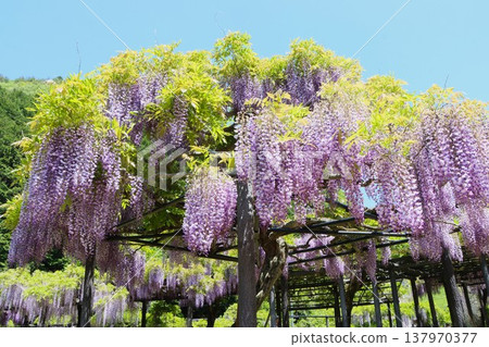 A pleasant spring morning under the wisteria trellis - Part 3 A pleasant spring morning under the wisteria trellis - Part 3 137970377