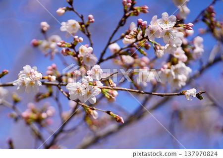 櫻花 櫻花 137970824