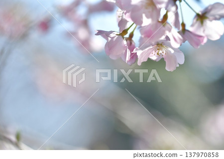 Cherry blossoms bathed in light 137970858