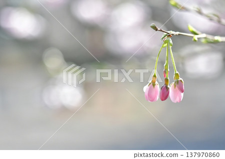 Cherry blossom buds that evoke a sense of hope Cherry blossom buds that evoke a sense of hope 137970860