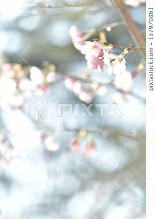 Cherry blossoms that seem to melt into the light, like an illusion. 137970861